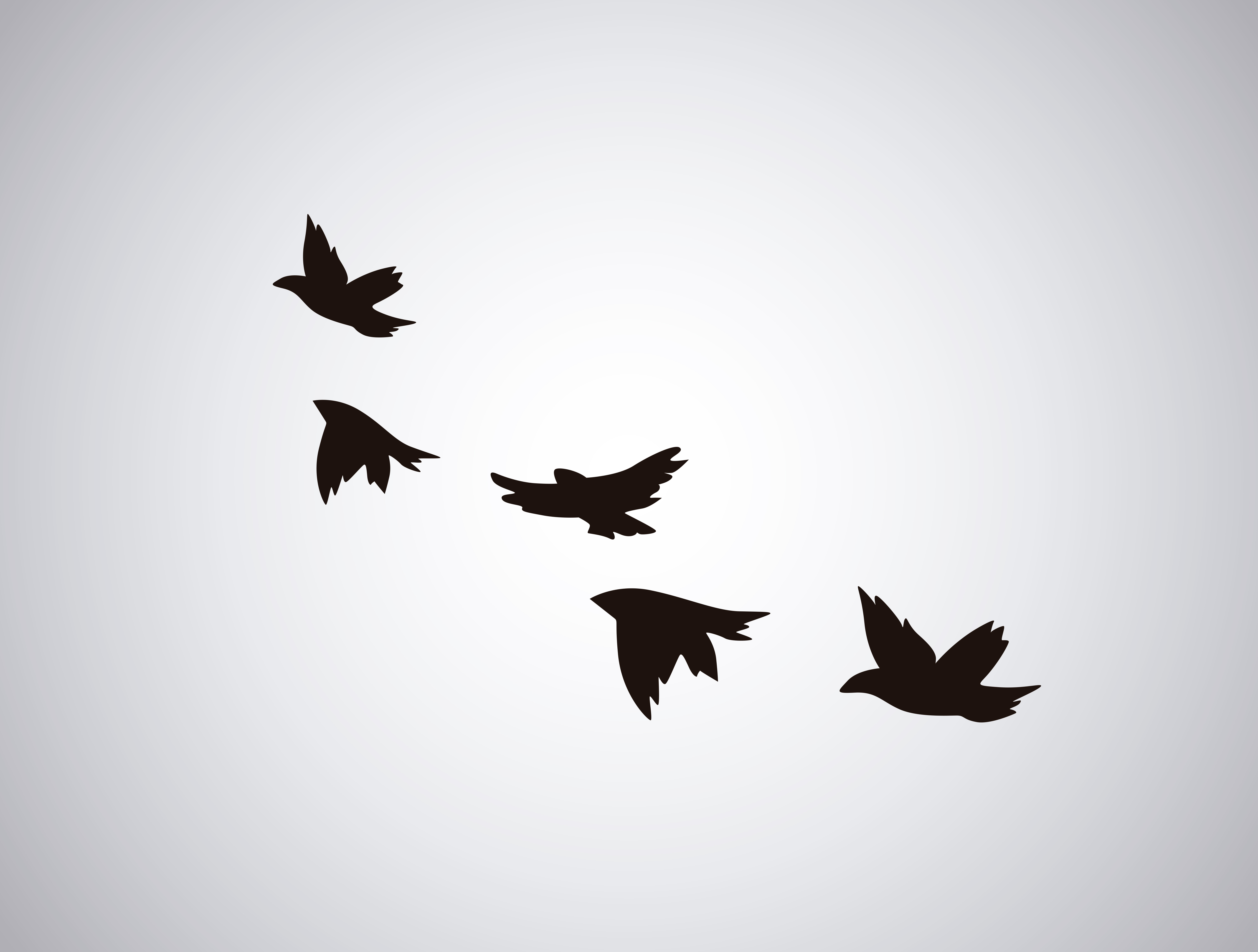 The Birds are Calling